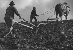 Father, Son, and Plowhorse