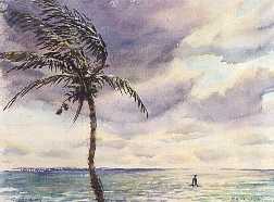 Palm Tree in Breeze, Bermuda