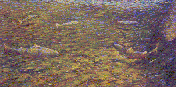 Salmon in a Sunlit Pool